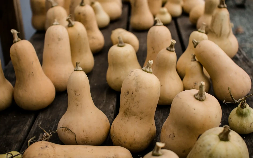 Butternut : Tout savoir sur la courge